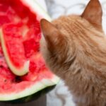 貓咪可以吃的水果