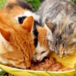 貓咪一天吃幾餐才夠？