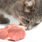 貓咪吃豬肉